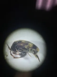 Pubescent Tumbling Flower Beetle thumbnail 1
