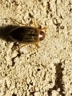 Hygrotus nubilus thumbnail 2