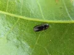 Mastogenius crenulatus thumbnail 3