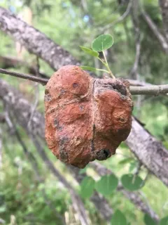 Aspen leaf-pocket aphid thumbnail 2