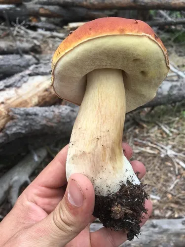 Ruby Porcini