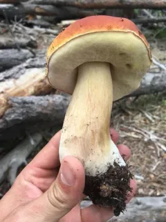 Ruby Porcini thumbnail 1