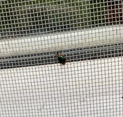 Lebia viridipennis thumbnail 2