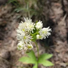 Carolina bugbane thumbnail 4