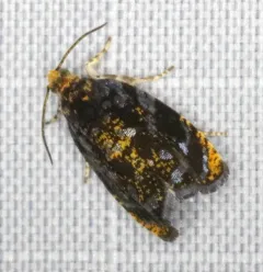 Olethreutes auricapitana thumbnail 3