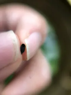 Canada Case-bearing Leaf Beetle thumbnail 4
