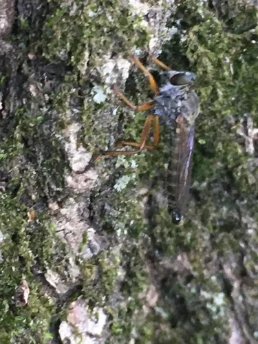 Neomochtherus pallipes