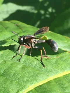 Physocephala floridana thumbnail 1