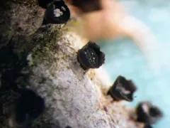Ascocalyx berenice thumbnail 4