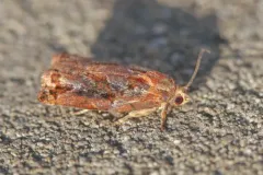 Pine Tortrix thumbnail 3