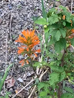 cock's-comb paintbrush thumbnail 3