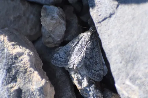 Orenaia arcticalis