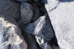 Orenaia arcticalis thumbnail 1
