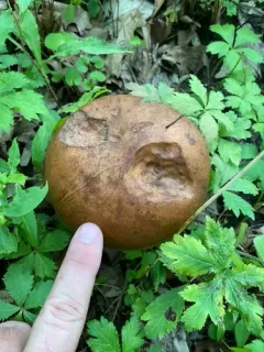 indecisive bolete thumbnail 3
