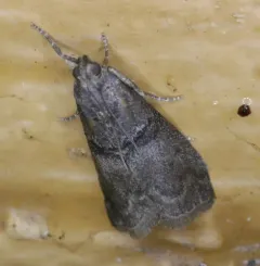 Black-banded Immyrla Moth thumbnail 3