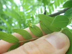 Gleditsia Gall Midge thumbnail 2