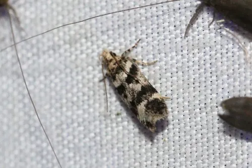 Chionodes pseudofondella