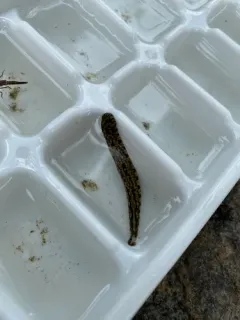 Placobdella papillifera thumbnail 1