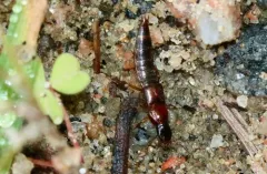 Quedius peregrinus thumbnail 2
