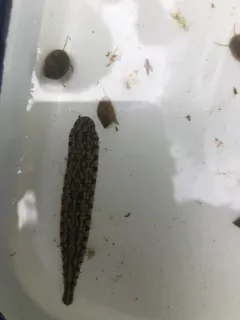 Placobdella papillifera thumbnail 2