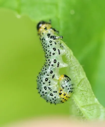 Imported Currantworm
