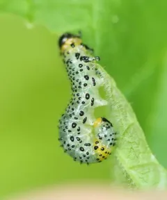 Imported Currantworm thumbnail 1