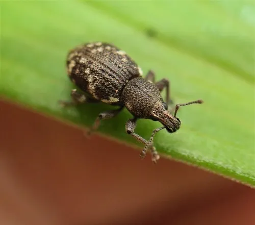 Lily of the valley weevil
