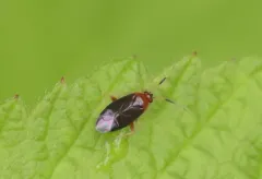 Azalea Plant Bug thumbnail 2