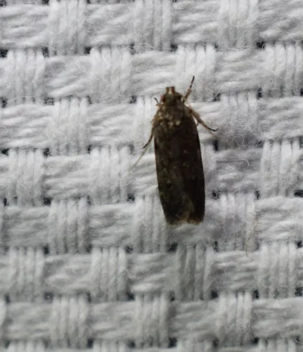 Chionodes pereyra