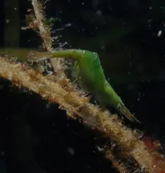 Kelp Humpback Shrimp thumbnail 4