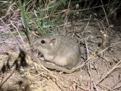 Columbia Plateau Pocket Mouse thumbnail 3