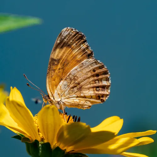 Silvery Checkerspot
