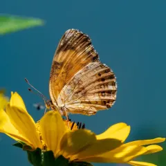 Silvery Checkerspot thumbnail 1