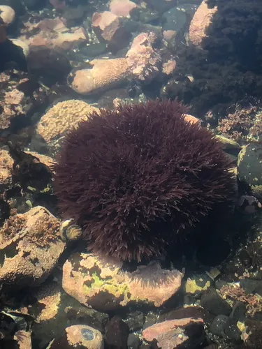 Scinaia confusa