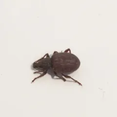 Rough strawberry root weevil thumbnail 2