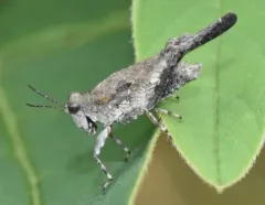 Hooded Grouse Locust thumbnail 3
