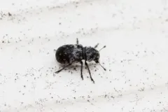 Ormiscus saltator thumbnail 1
