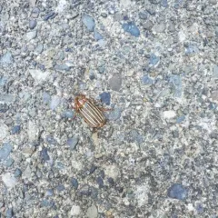 Long-haired June Beetle thumbnail 3