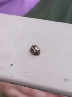 Two-banded Tortoise Beetle thumbnail 1