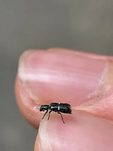 Phyllobaenus unifasciatus