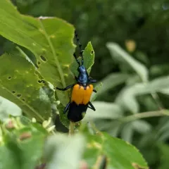 Eastern Elderberry Borer thumbnail 4