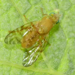 Gymnocarena diffusa thumbnail 1