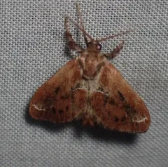 Purple-crested Slug Moth thumbnail 3