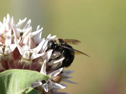 Western Carpenter Bee