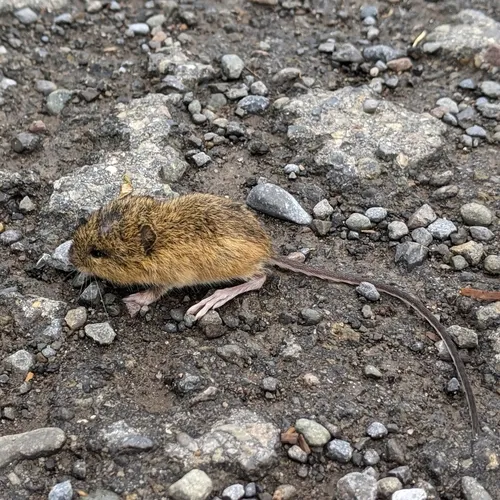 Northern Meadow Jumping Mouse