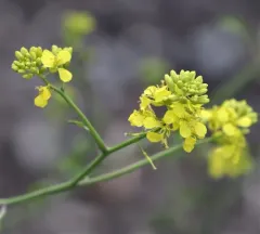 Black Mustard thumbnail 2