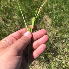 wheat sedge thumbnail 3