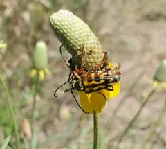 Eight-spotted Flower Longhorn Beetle thumbnail 3