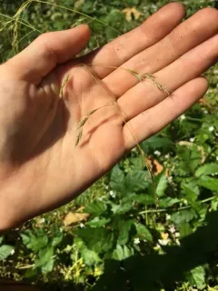 bearded fescue thumbnail 1