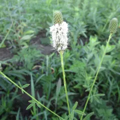 white prairie clover thumbnail 2